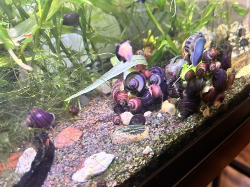 Purple mystery snail babies - snail,